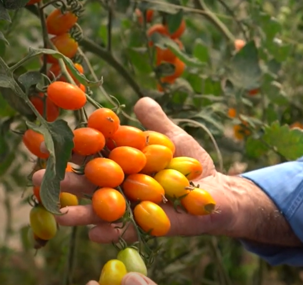 TOMATE GRAPE- ANÁLISE DA COLORAÇÃO E GRAU BRIX DOS FRUTOS